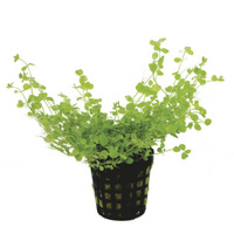 6x Micranthemum Umbrosum